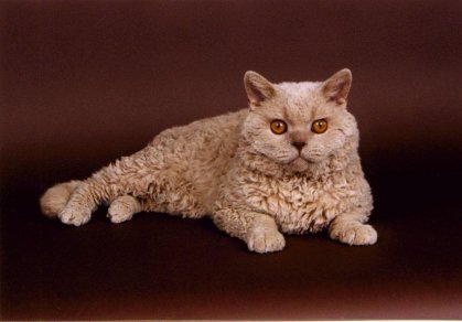 3rd Best Cat